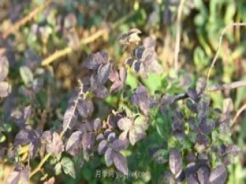 夏季多雨又高溫，月季養(yǎng)護(hù)需要注意些什么？