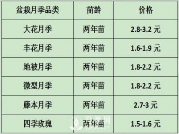 2021年春季盆栽月季市場報價 盆花月季多少錢一棵？