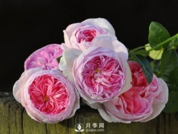月季、薔薇開花還“結(jié)果”，微型月季盆栽放陽臺(tái)，1年開花300天
