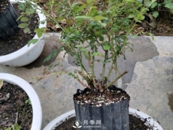 薔薇根嫁接的月季會(huì)長粗筍嗎？粗筍的位置從哪里長出來