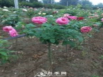花農(nóng)又出新花樣！歐月嫁接到樹上，歐月棒棒糖