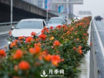 月季花期可調(diào)控，看武漢10月中旬月季花艷麗開放