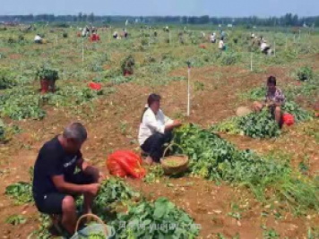 社旗縣青豆豆變金豆豆 帶動村民致富