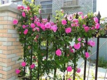 一年四季開花不斷，花墻花柱造型任你塑造