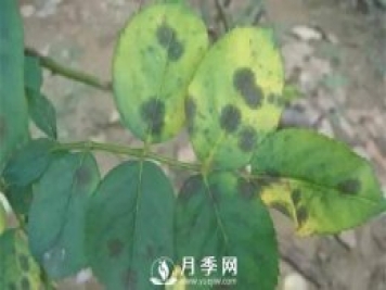養(yǎng)護好月季花，這些蟲害技巧你要知道