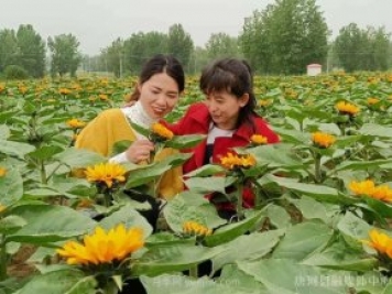 南陽唐河：桐寨鋪鎮(zhèn)花卉種植基地為鄉(xiāng)村振興錦上添花