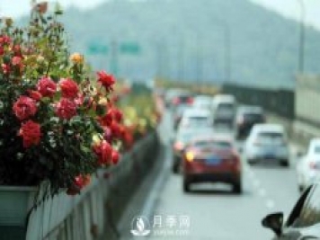 連日陰雨，杭州高架花廊的月季能如期盛開嗎？4月中旬盛開