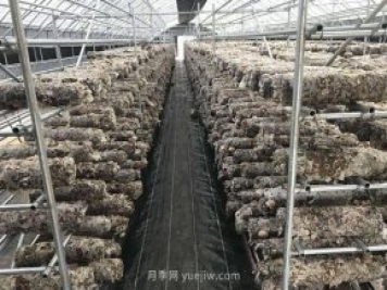 鎮(zhèn)平縣：小香菇撐起“致富夢(mèng)”