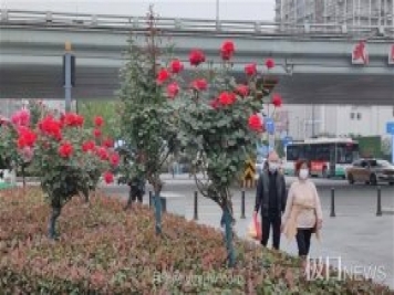 早開5天，武漢月季提前步入花海檔期