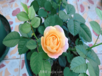 7月月季常爆發(fā)這3種蟲(chóng)害，對(duì)癥下藥無(wú)煩惱