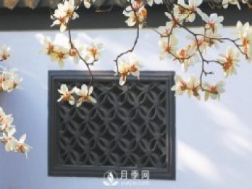 紫玉蘭名為辛夷，其實(shí)是份“心意”！了解玉蘭文化