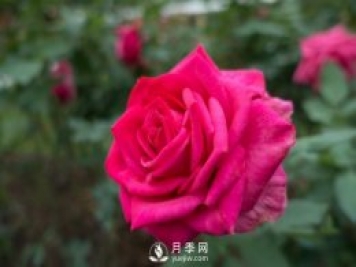 春天養(yǎng)月季，杜絕病蟲害！做好這幾點對后期生長有利