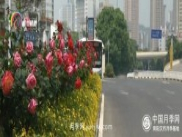 樹(shù)狀月季盛放 昆明人都在走“花路”