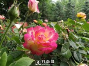 北京石景山 月季花開(kāi)惹人醉
