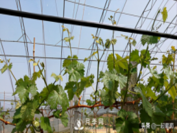 掌握規(guī)律合理摘心，讓陽光玫瑰葡萄聽話