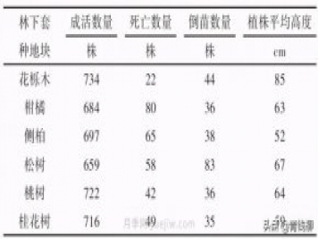 不同樹種林下套種黃精種植技術初探