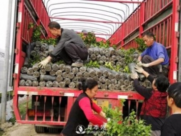 苗木運輸這樣搞，才能省錢