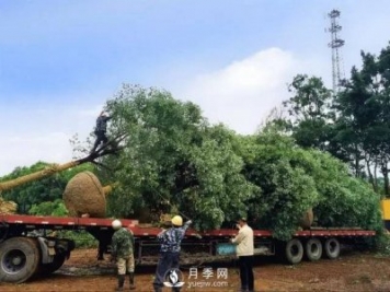 苗木旺季，想掙穩(wěn)當錢，苗木物流運輸很重要