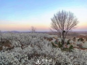 南陽美景：聞香賞花 莫負春光