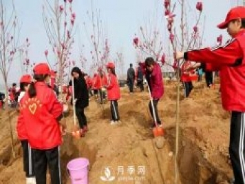 南召玉蘭：義務植樹7萬余株 共建綠色家園