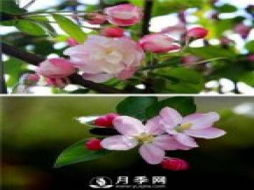 海棠花，與牡丹、蘭花、梅花并稱為“中國春花四絕”