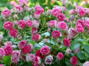 推薦花量大生長快的4種藤本月季花，適合打造花墻拱門