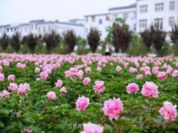洛陽(yáng)芍藥花海向市民游客免費(fèi)開放
