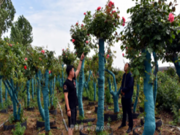 古樁月季繁花似錦，美麗經(jīng)濟花開鎮(zhèn)平
