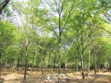 櫸樹早園林中日漸火爆，有鄉(xiāng)土樹種的5重優(yōu)勢