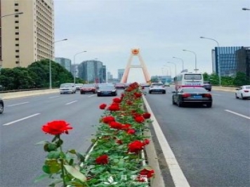 “高顏值”大花月季上街！四川成都立交橋月季花帶來了！