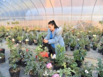 廣西防城港：網(wǎng)絡(luò)直播帶旺月季花銷(xiāo)售 推進(jìn)鄉(xiāng)村振興