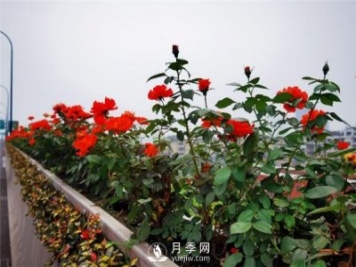 合肥市垂直綠化再添新亮色 高架變身月季花廊