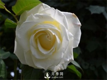 3月份月季花栽培與管理方法你知道嗎？