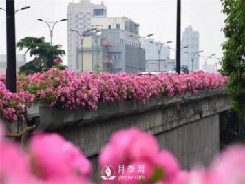 杭州高架“網(wǎng)紅月季花”都有那些品種？