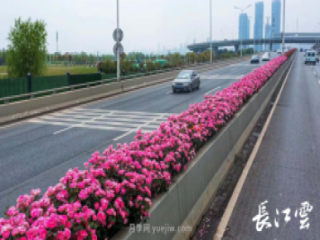 南陽月季美化武漢花城，百條道路月季開到爆街