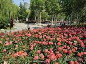 石家莊東環(huán)公園的月季正值盛花期，快來打卡