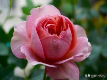 推薦3個優(yōu)秀的冷門月季品種，也許還在誰的花園里爭美