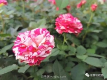 山東東營(yíng)：月季盛開，這里的春天，太美了