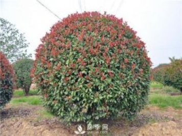 紅葉石楠球在園林綠化中的應(yīng)用前景