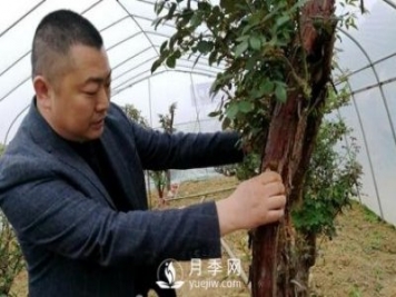 南陽(yáng)月季大師——蘇玉果