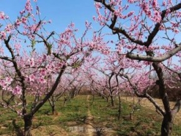各地賞花經(jīng)濟(jì)興起，這些月季苗木又火了一把