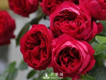 藤本月季龍沙寶石，非常受花友歡迎！