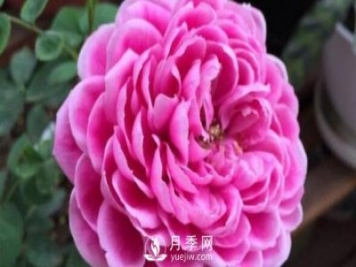 牡丹月季，瑪麗玫瑰?，保羅內(nèi)龍