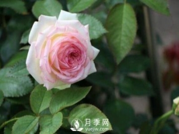 通過4點(diǎn)做好月季花期護(hù)理，你的月季花才能越開越好