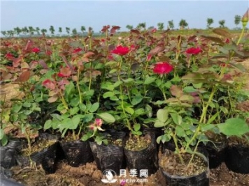 春季盆栽月季葉片全部黃化掉光，怎么拯救？