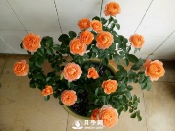 剛買回來的月季花在封閉陽臺怎么養(yǎng)好？