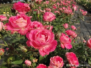 月季花水培扦插簡(jiǎn)單的方法