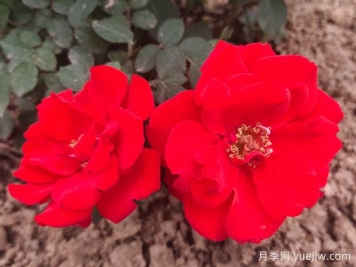 不同顏色的月季花語(yǔ)是什么？