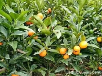 金桔樹的養(yǎng)殖方法和注意事項