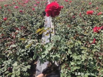 種植月季為什么要施肥？